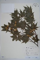 登錄號:S128064藏品圖，第1張