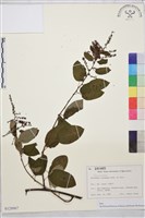 登錄號:S128067藏品圖，第1張