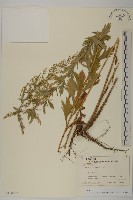 牡蒿藏品圖，第1張