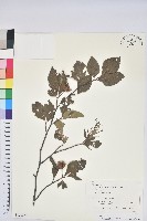 登錄號:S128071藏品圖，第1張