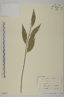 登錄號:S128074藏品圖，第1張