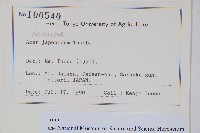 團扇槭藏品圖，第2張