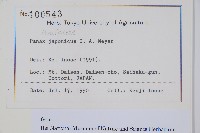 竹節參藏品圖，第2張