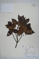 刻脈冬青藏品圖，第1張