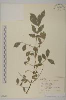 齒毛衛矛藏品圖，第1張