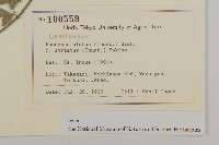 齒毛衛矛藏品圖，第2張