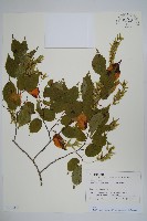 登錄號:S128083藏品圖，第1張