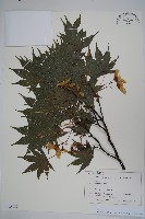 登錄號:S128089藏品圖，第1張