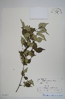 登錄號:S128092藏品圖，第1張