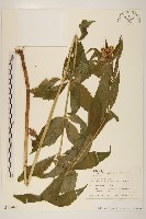 登錄號:S128097藏品圖，第1張