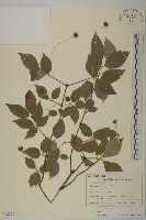 垂絲衛矛藏品圖，第1張