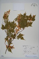 塔槭藏品圖，第1張