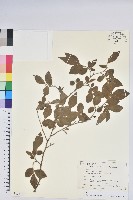 登錄號:S128107藏品圖，第1張