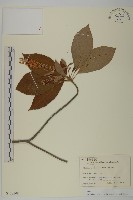 華東山柳藏品圖，第1張