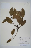 赤楊、臺灣赤楊、台北赤楊、水柯子、水柳柯藏品圖，第1張