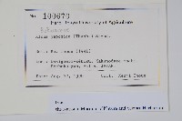 赤楊、臺灣赤楊、台北赤楊、水柯子、水柳柯藏品圖，第2張