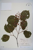 莢迷藏品圖，第1張