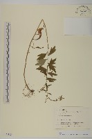 庵蒿藏品圖，第1張