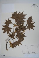 登錄號:S128114藏品圖，第1張