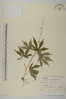 登錄號:S128121藏品圖，第1張