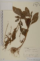 昭和草藏品圖，第1張