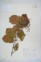 莢迷藏品圖，第1張