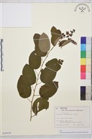 登錄號:S128142藏品圖，第1張