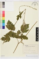 昇麻藏品圖，第1張