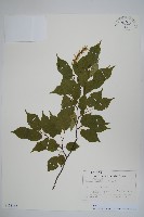 登錄號:S128157藏品圖，第1張