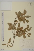 扶芳藤藏品圖，第1張