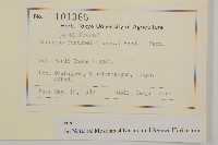 扶芳藤藏品圖，第2張