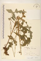 山萵苣藏品圖，第1張