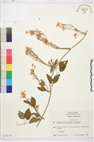 圓錐鐵線蓮藏品圖，第1張