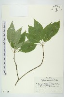 登錄號:S128185藏品圖，第1張