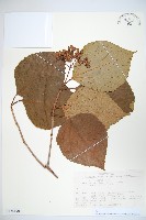 登錄號:S128190藏品圖，第1張