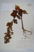 登錄號:S128192藏品圖，第1張