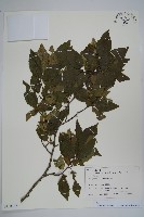 昌化鵝耳櫪藏品圖，第1張