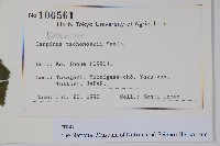 昌化鵝耳櫪藏品圖，第2張