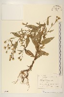 毛蓮菜藏品圖，第1張