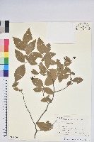 腺齒越桔藏品圖，第1張