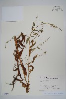 登錄號:S128206藏品圖，第1張