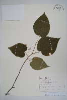 八角楓藏品圖，第1張