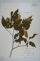 登錄號:S128208藏品圖，第1張