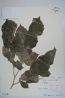 日本榛藏品圖，第1張