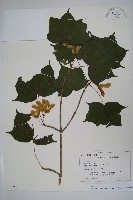 登錄號:S128212藏品圖，第1張