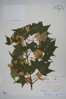 登錄號:S128213藏品圖，第1張