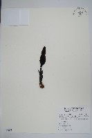 穗花蛇菰藏品圖，第1張