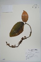 登錄號:S128226藏品圖，第1張