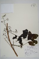 登錄號:S128231藏品圖，第1張