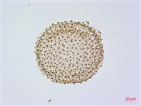 紅花青藤藏品圖，第2張